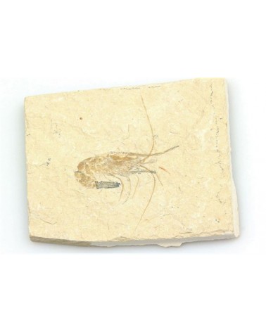 Fossiel garnaal enkel (stuk)- Libanon 95 mlj jr