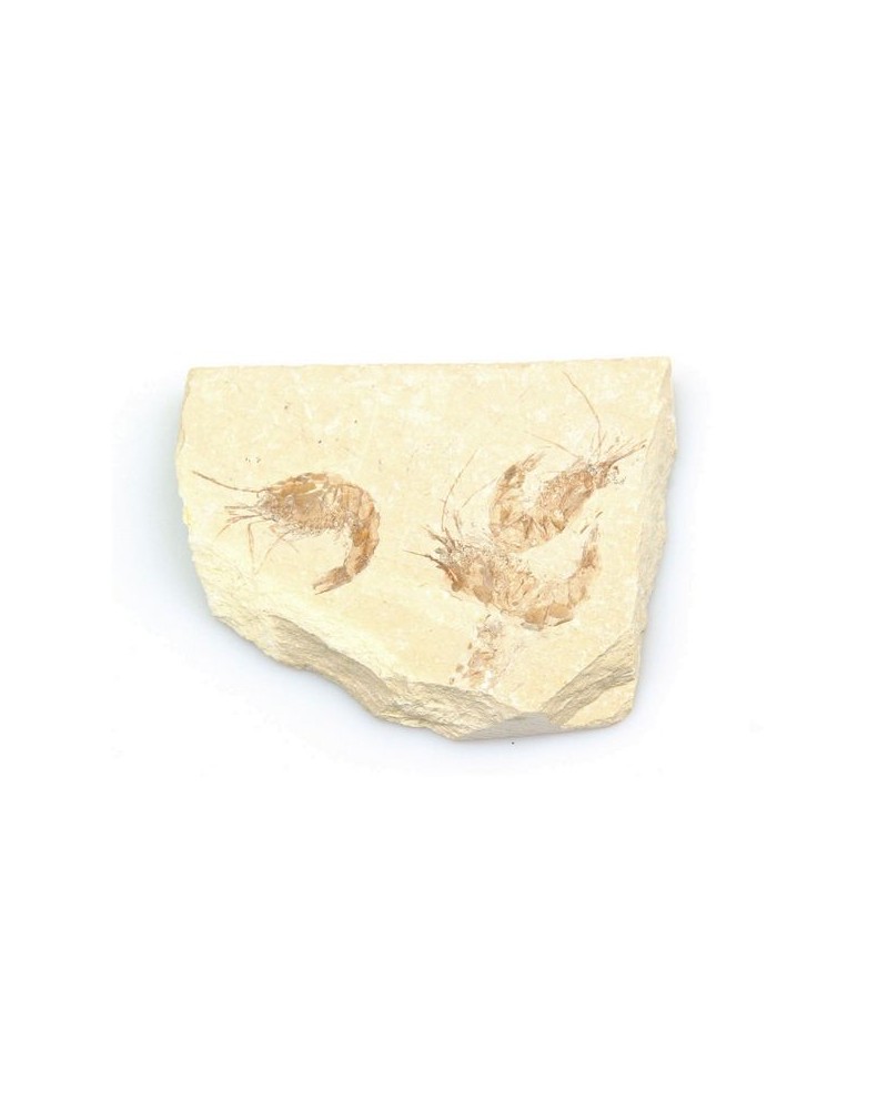 Fossiele garnalen 3-voudig (stuk)- Libanon 95 mlj jr